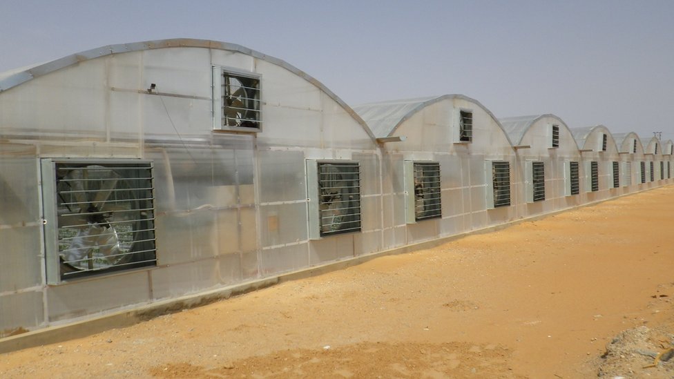 Japanska tehnologija za uzgajanje paradajza koristi se u Ujedinjenim Arapskim Emiratima/Mebiol